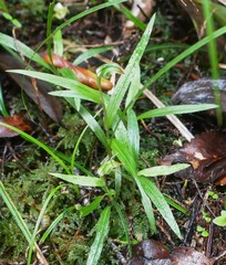 Pterostylis cernua