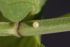 Zerynthia polyxena