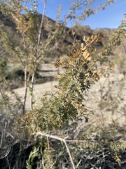 Mimosa aculeaticarpa biuncifera