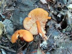 Rhodophana nitellina