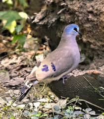 Turtur abyssinicus