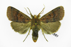 Agrochola nitida
