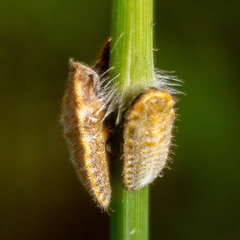 Drosicha