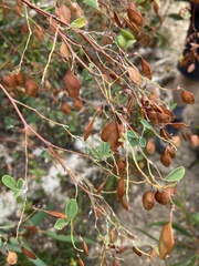 Goodia medicaginea