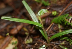Pterostylis cernua