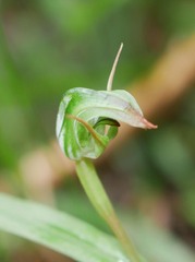 Pterostylis cernua