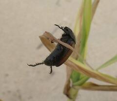 Strigoderma arbicola