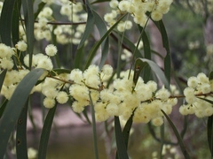 Acacia latescens