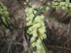 Acacia latescens