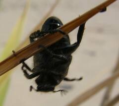 Strigoderma arbicola