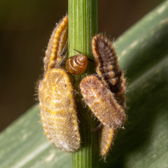 Drosicha