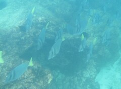 Prionurus laticlavius