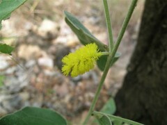 Acacia humifusa