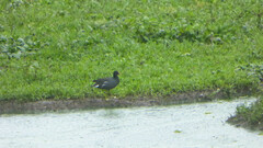 Gallinula galeata
