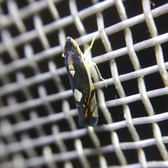 Diedrocephala variegata