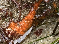 Metandrocarpa