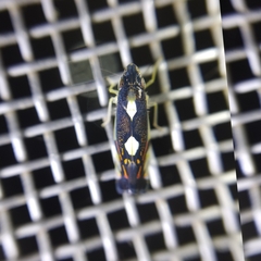 Diedrocephala variegata