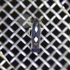 Diedrocephala variegata