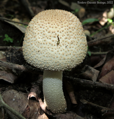 Agaricus