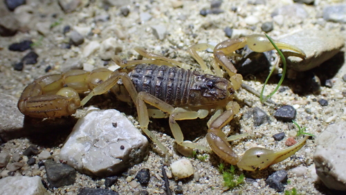 Photo of Iberian Scorpion (Buthus ibericus)