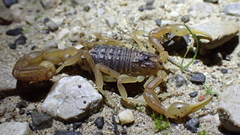 Buthus ibericus