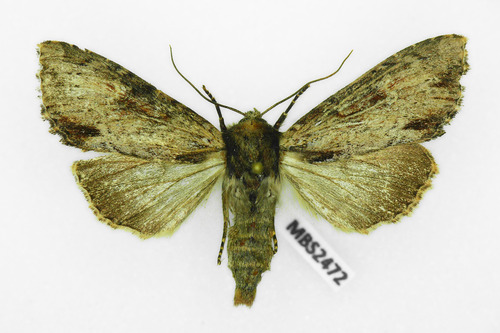 Rudasis pašakninis pelėdgalvis nuotrauka