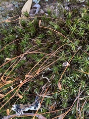Polytrichastrum ohioense