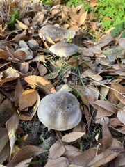 Clitocybe brunneocephala
