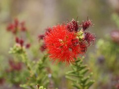 Melaleuca punicea
