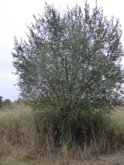 Salix × multinervis