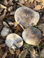 Clitocybe brunneocephala