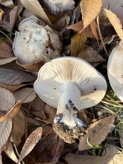 Clitocybe brunneocephala