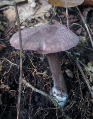 Entoloma violaceum