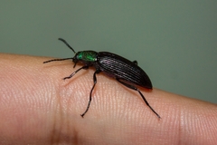 Strongylium haemorrhoidale