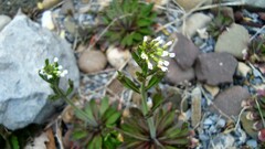 Arabidopsis