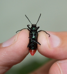 Strongylium haemorrhoidale