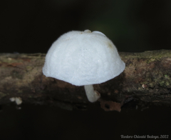 Marasmiellus