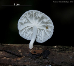 Marasmiellus