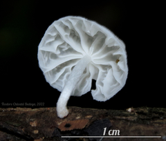 Marasmiellus