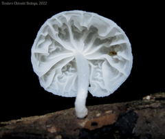 Marasmiellus