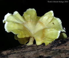 Cotylidia aurantiaca