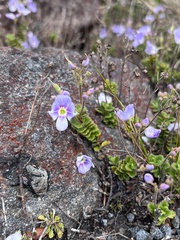 Veronica hookeriana