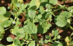 Acalypha indica