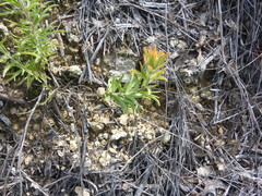 Castilleja lindheimeri