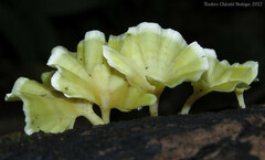 Cotylidia aurantiaca