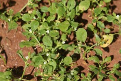 Acalypha indica