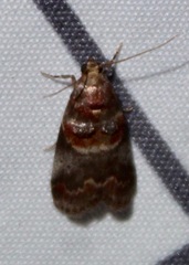 Acrobasis angusella