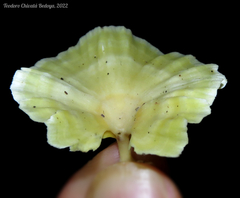 Cotylidia aurantiaca