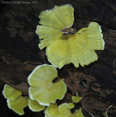 Cotylidia aurantiaca