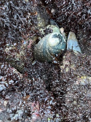 Haliotis cracherodii